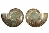 Cut & Polished, Agatized Ammonite Fossil - Deep Crystal Pockets #344483-1